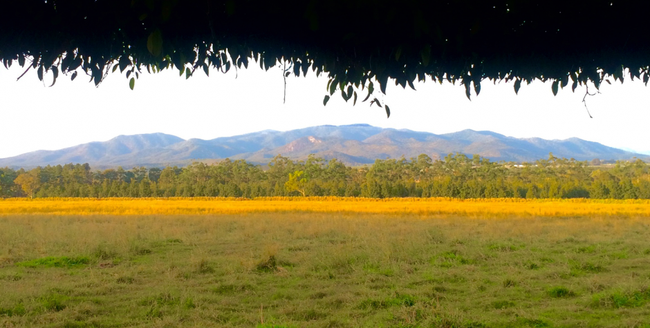 Wondaree Macadamias | Farm