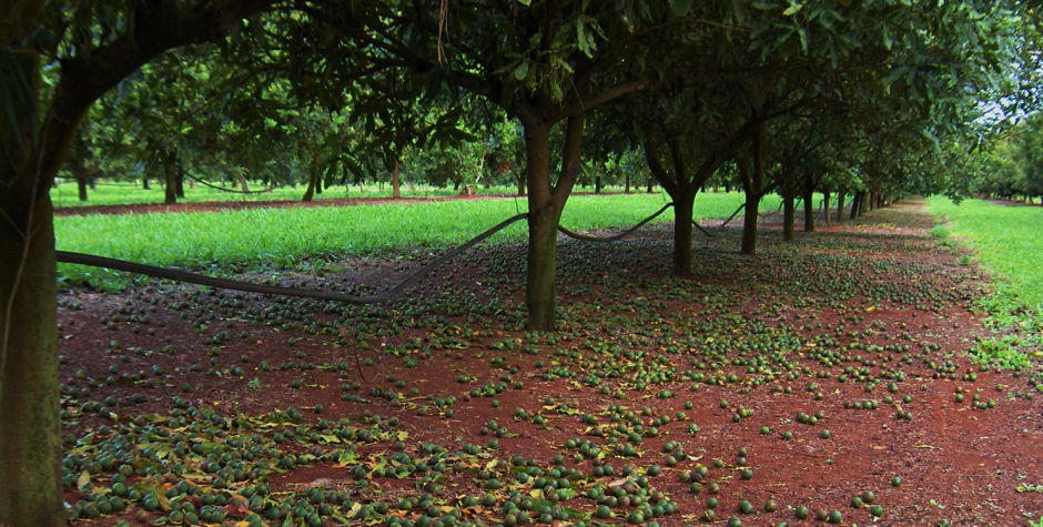 Wondaree Macadamias | Farm Wondaree Macadamias | Family Farm