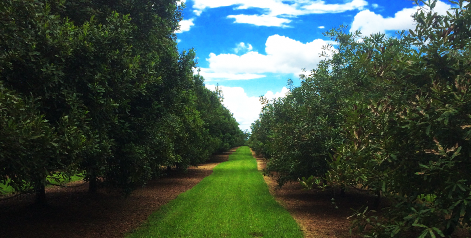 Wondaree Macadamias Orchard