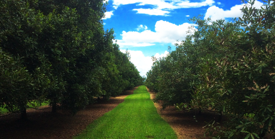 Wondaree Macadamias Orchard Wondaree Macadamias Orchard