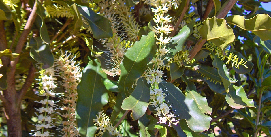 Wondaree Macadamias | Macadamia Flowers