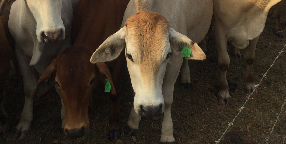 Wondaree Macadamias | Cows