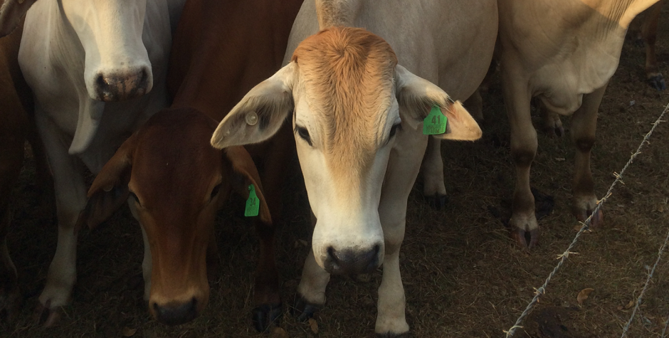 Wondaree Macadamias | Cows Wondaree Macadamias | Cows