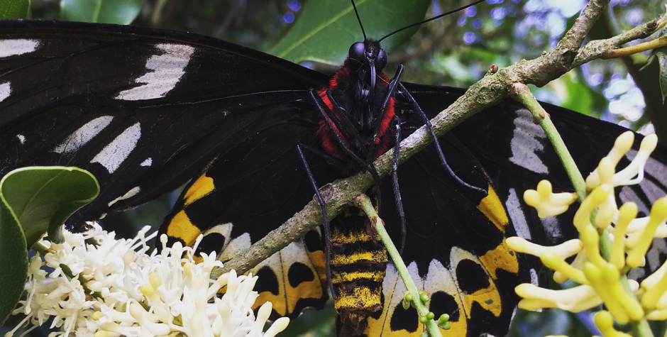 Wondaree Macadamias | Birdwing Butterfly