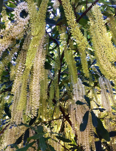 Wondaree macadamias flowering