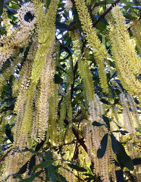 Wondaree macadamias flowering Wondaree macadamias flowering
