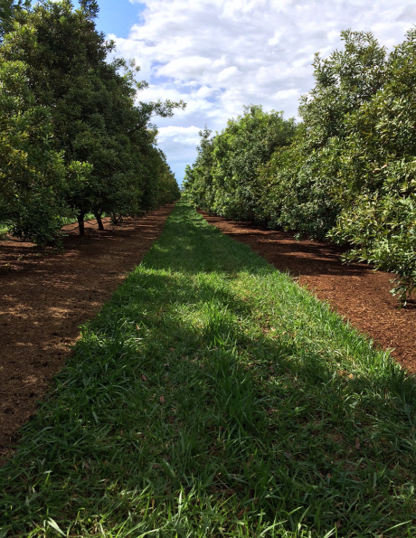 The Wondaree Orchard