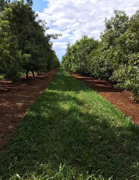 The Wondaree Orchard The Wondaree Orchard