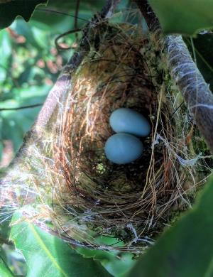 Wondaree Macadamias - Bird Nest