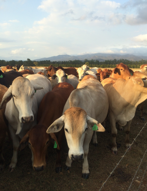 Wondaree Cows on the Farm