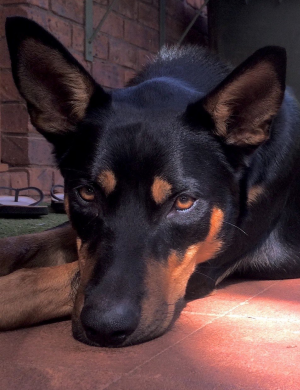 Wondaree - Roy (our best friend) Wondaree - Roy (our best friend)